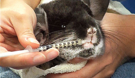 Syringe store feed rabbit