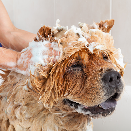 Therapeutic Bathing