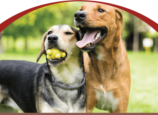 Protect Your Dog from Leptospirosis