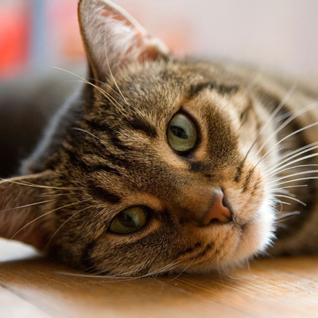 Pet Boarding in San Bruno San Bruno Pet Hospital