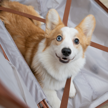 Pet Travel Certificates