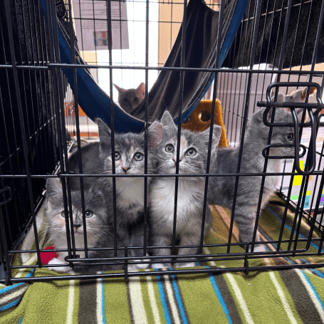 caged kittens
