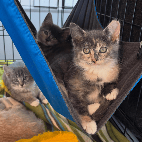 kittens in hammock