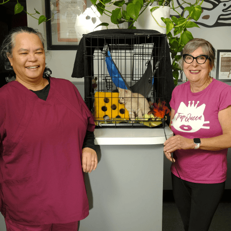 cat and staff
